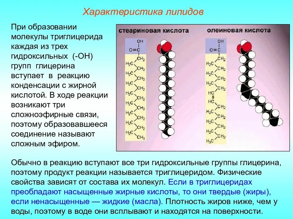 Химическое соединение жиров. Строение липидов. Химическая структура липидов. Молекула липида. Липиды жирные кислоты.