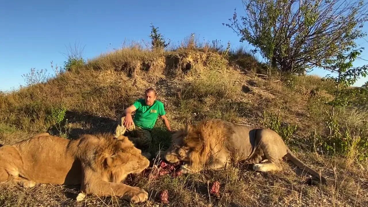 Тайган последние видео сегодня с татьяной алексагиной