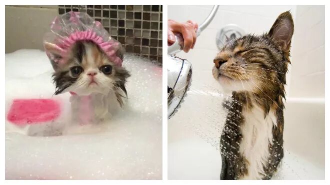 Коты после мытья. Мытье кошки. Мыло котик. Шапочка для купания кошек. Помытая кошка.
