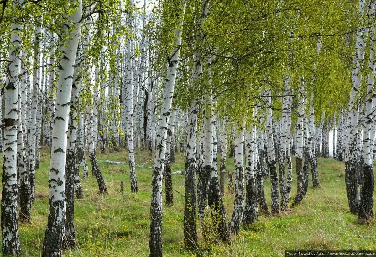 Русские березки. Самарская березовая роща. Березовая роща тутаев. Русские березы. Русь березки.