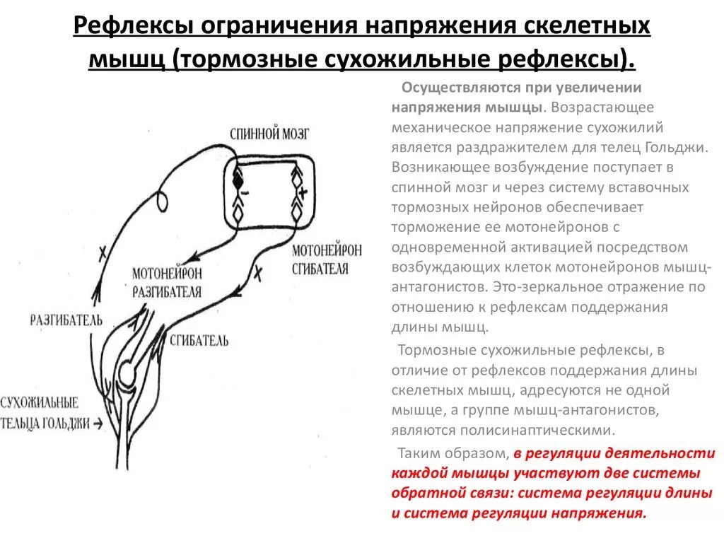 Рефлекс с сухожильных рецепторов. Сухожильный рефлекс схема. Верхние сухожильные рефлексы. Рефлекторная дуга сухожильного рефлекса.