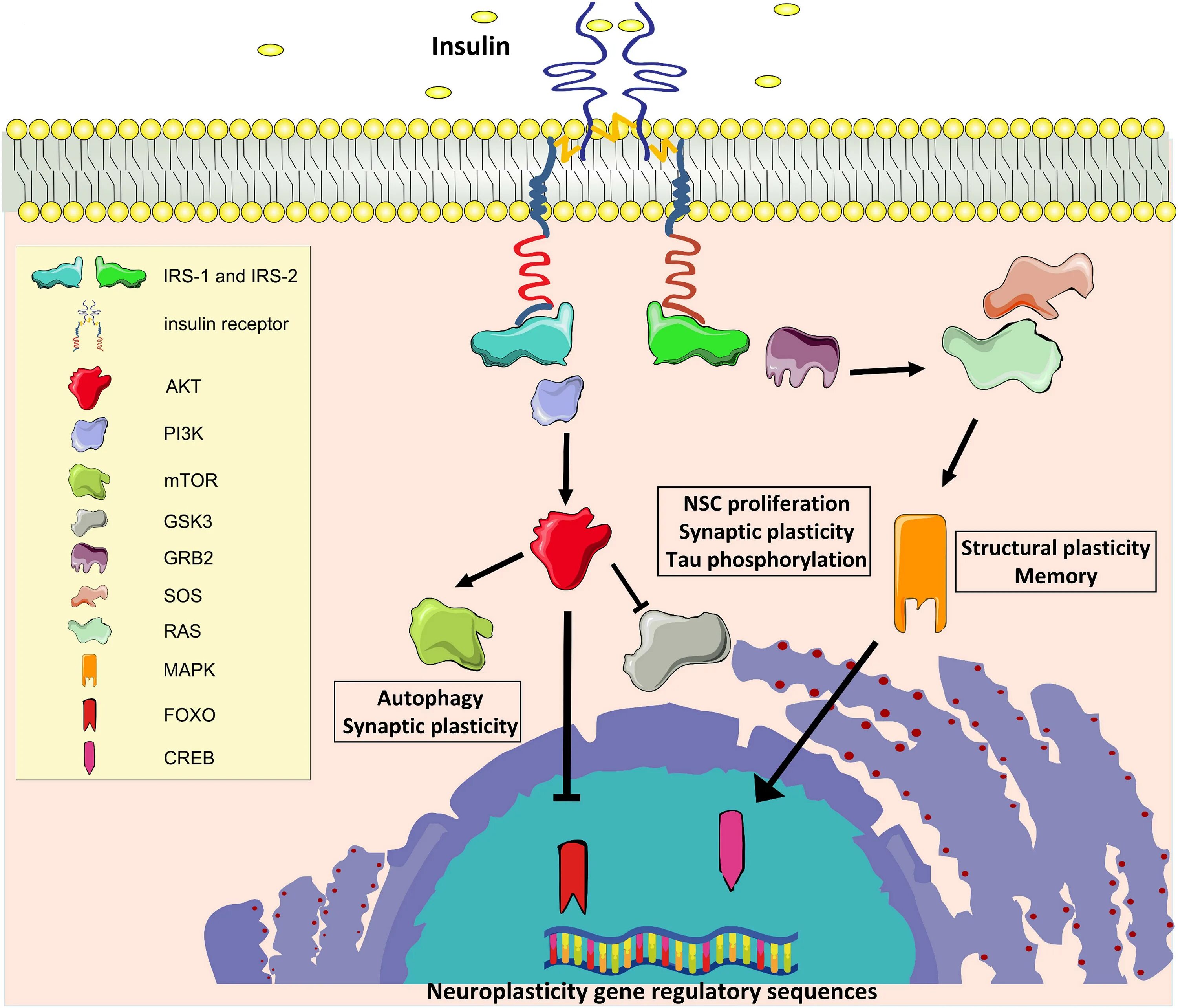 Инсулиновый Рецептор IRS. Болезнь Альцгеймера патогенез. Insulin receptor substrate-1. Болезнь Альцгеймера биохимия.