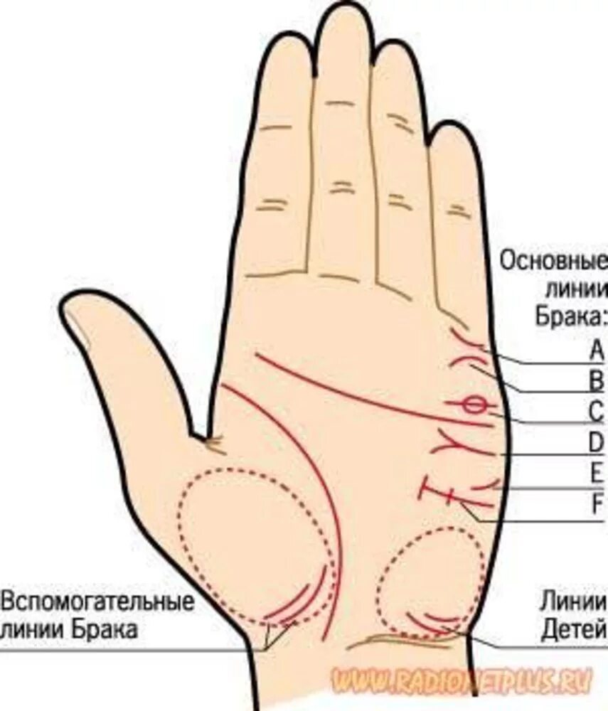 Линия замужества. Хиромантия Датировка линии брака. Хиромантия брак линия раздвоилась. Линия брака на руке. Основные линии на ладони.