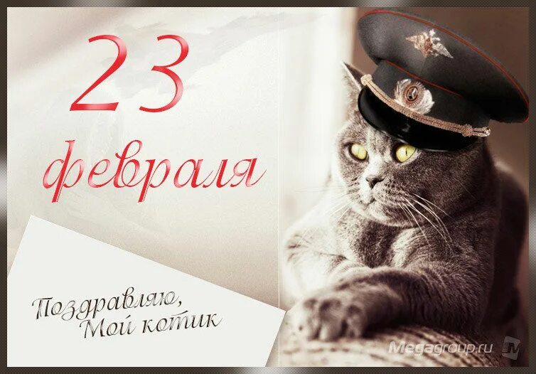 С днем защитника отечества кот. Поздравления с 23 февраля любимому. С 23 февраля любимому мужчине. Котик поздравляет с 23 февраля. С днем защитника Отечества любимый.