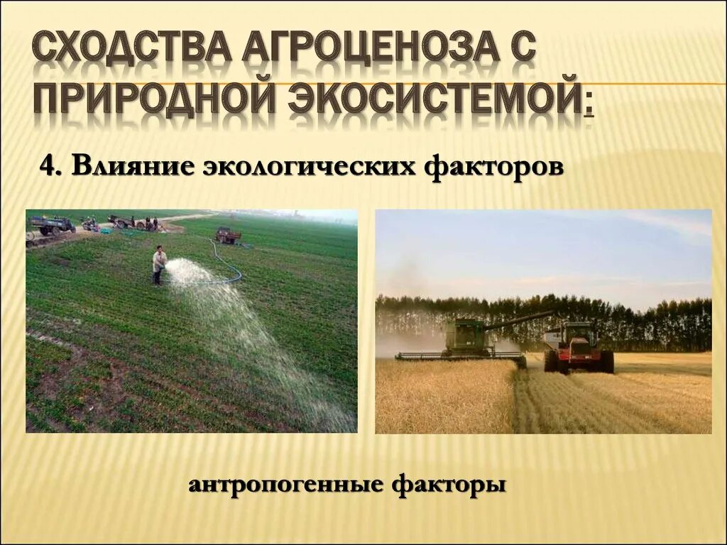 Продуценты агроценоза. Структура агроценоза. Влияние на окружающую среду агроценоз. Агроценоз сходство с экологической экосистемой. Сходства агроценоза с экосистемой.