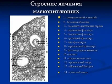 Яичник у млекопитающих