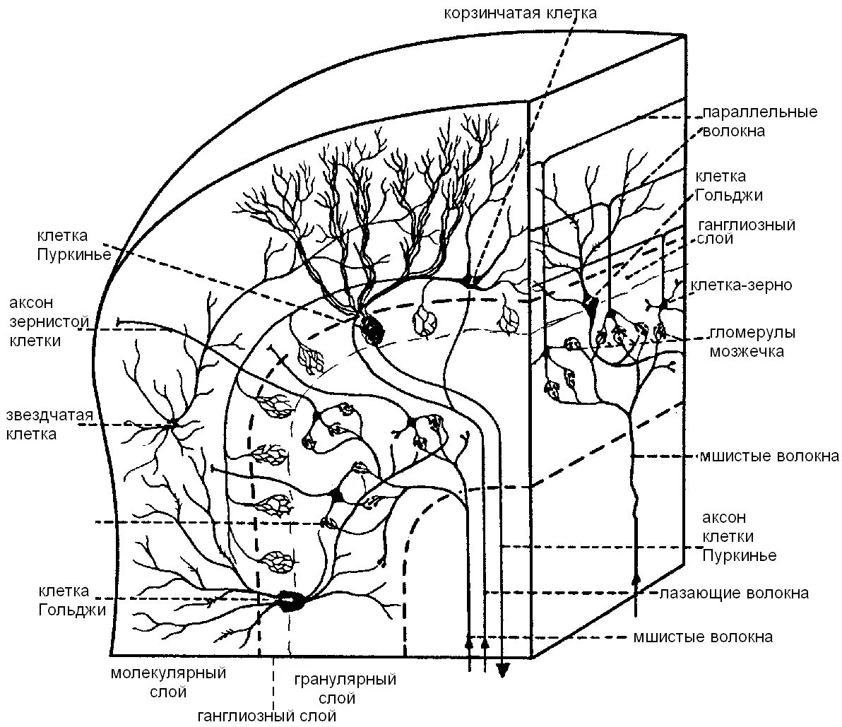 Схема нейронный состав коры мозжечка. Схема взаимодействия нейронов в коре мозжечка. Схема межнейрональных связей в коре мозжечка. Строение коры мозжечка гистология.