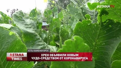 Хрен тв