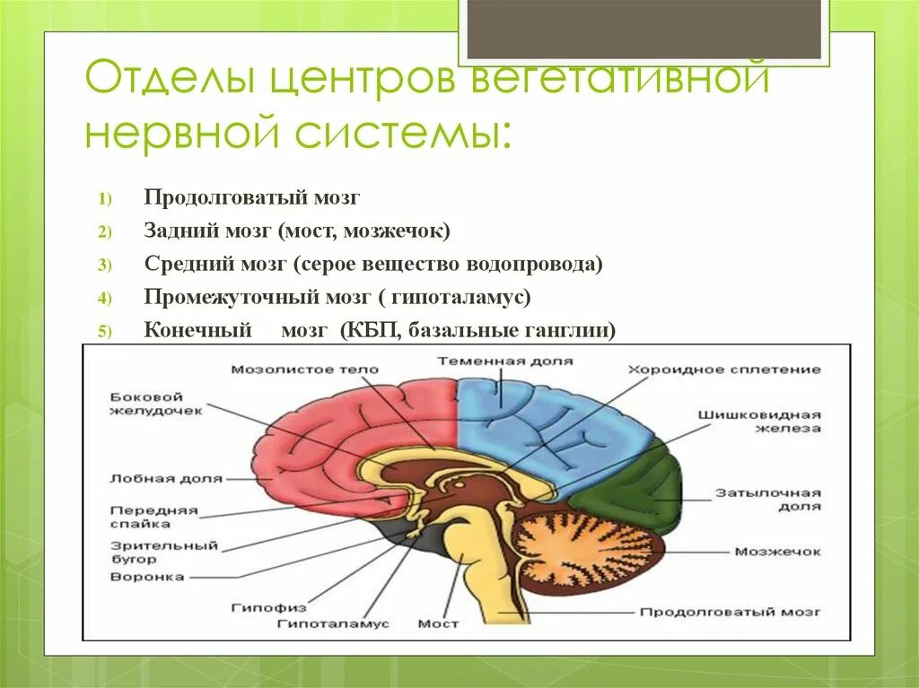 Тест мозжечок. Нервная система промежуточный мозг. Центры нервной системы. Вегетативный отдел мозга. Вегетативные центры продолговатого мозга.