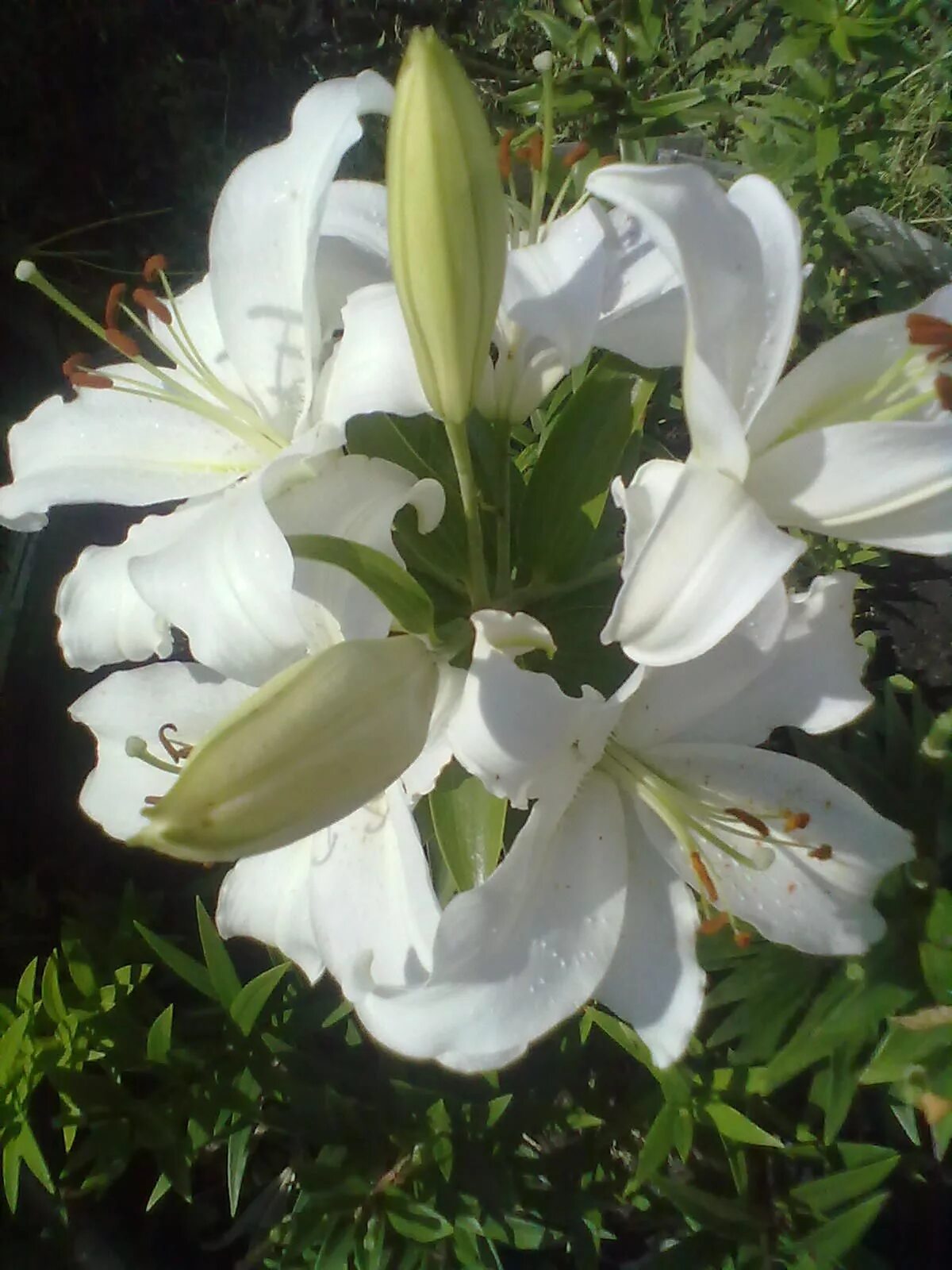 PlantFiles Pictures: Species Lilium, Madonna Lily (Lilium candidum) by Tornado_R