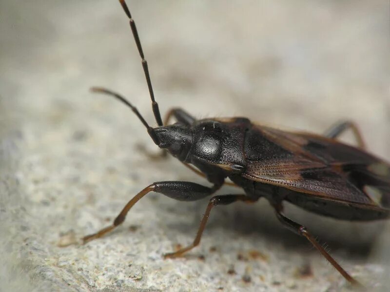 The five-step plan for finding bed bugs in a hotel and where they like to hang