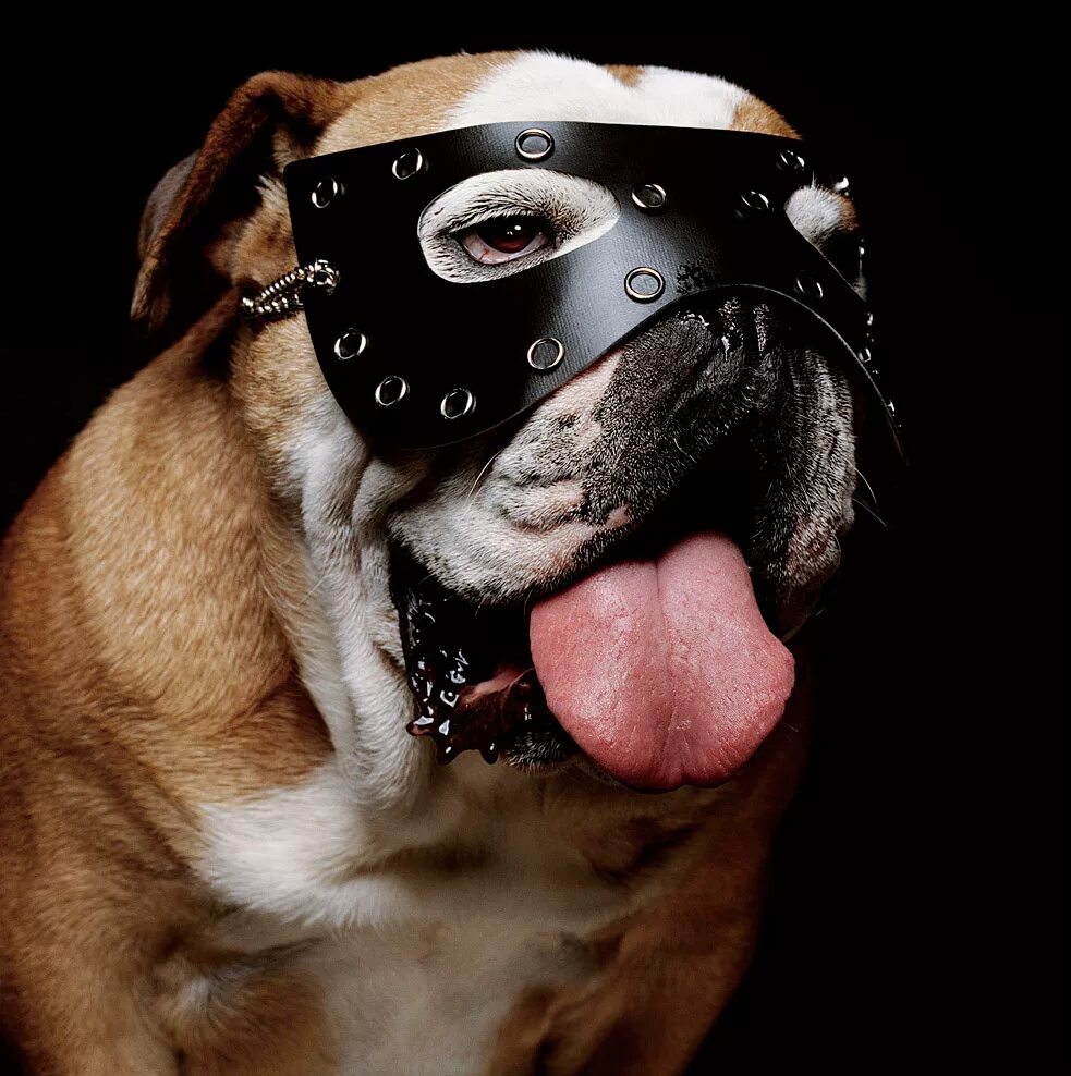 Быть в маске судьба моя. Костюм собаки садо мазо. Маска собаки. Собака в садомазо костюме. Прикольные маски для собак.