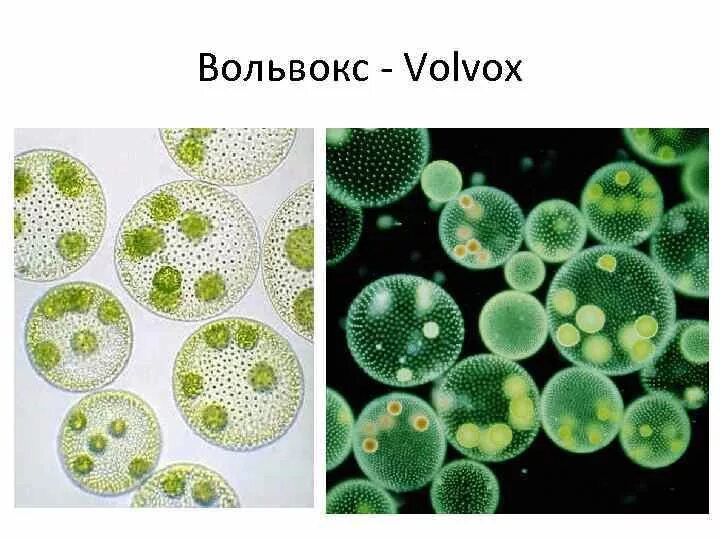 Колониальная одноклеточная водоросль. Инфузория вольвокс. Вольвокс это в биологии. Volvox aureus строение. Цитоплазматические мостики вольвокса.