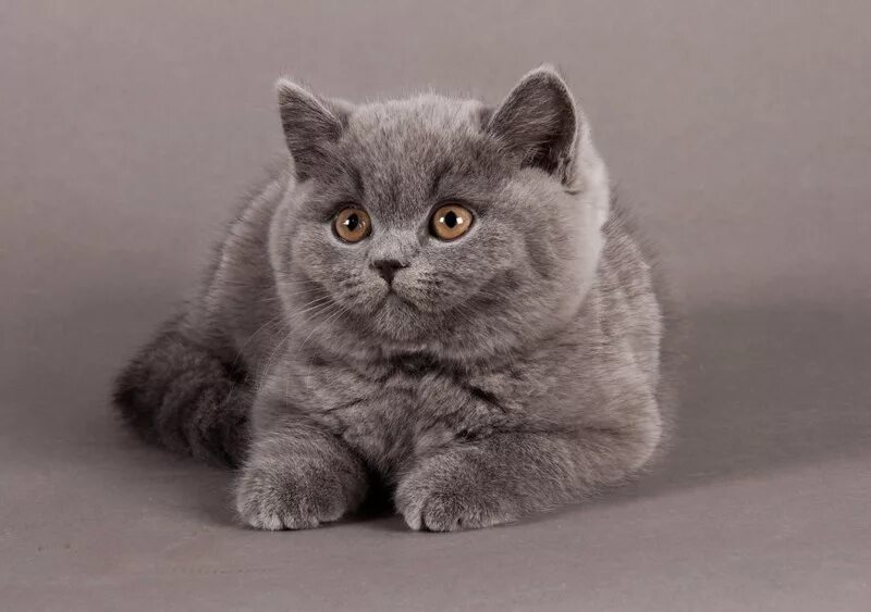 витанская короткошёрстная кошка. британская короткошерстная кошка москва. британская короткошерстная кошка москва. британская короткошерстная кошка москва. британская порода кошек.