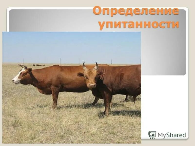 Волов и п. Волов и п