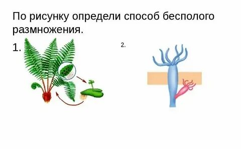 Как распознать рисунок