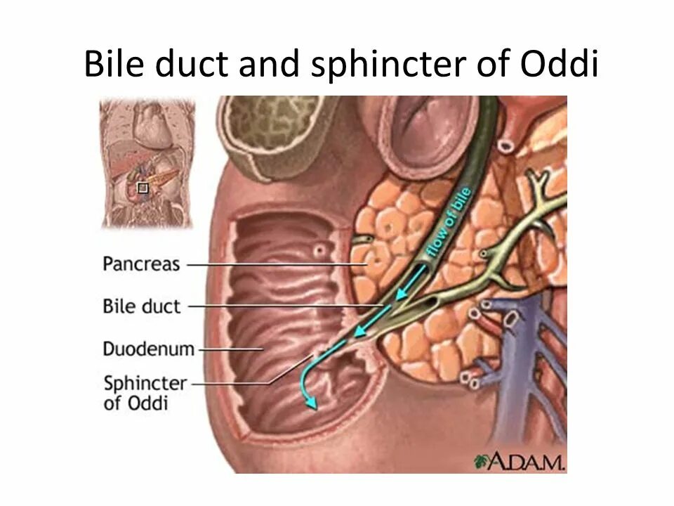 Сфинктер одди расположение фото Common Duct Stricture Meditoons ™ YouTube
