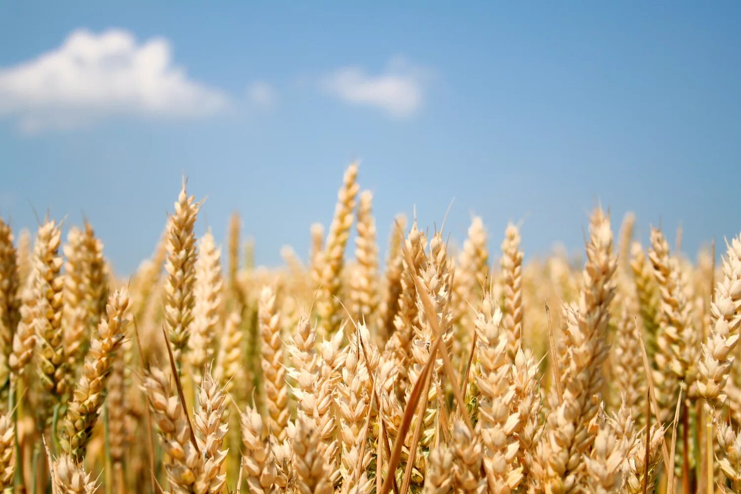 Пшеница фон. Дикая пшеница и культурная. Септориоз колоса яровой пшеницы. Ржаной колос. Пшеница евро экспорт.