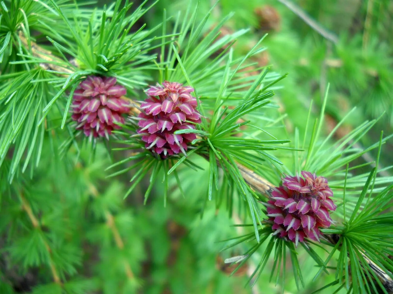 Лиственница Сукачева (Larix sukaczewii). Лиственница Сукачева хвоя. Лиственница Чекановского шишки. Лиственница Сукачева шишка.