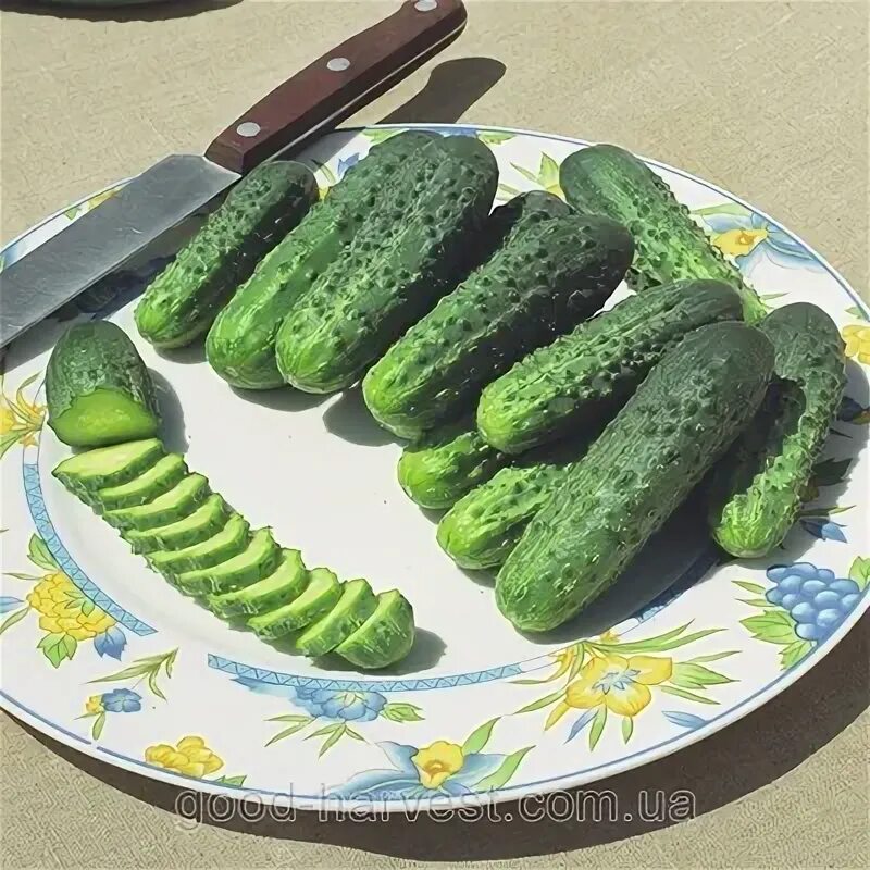 Огурец новинка. Сорт огурцов альянс. Сорт огурцов альянс. Огурец альянс. Огурец альянс f1.