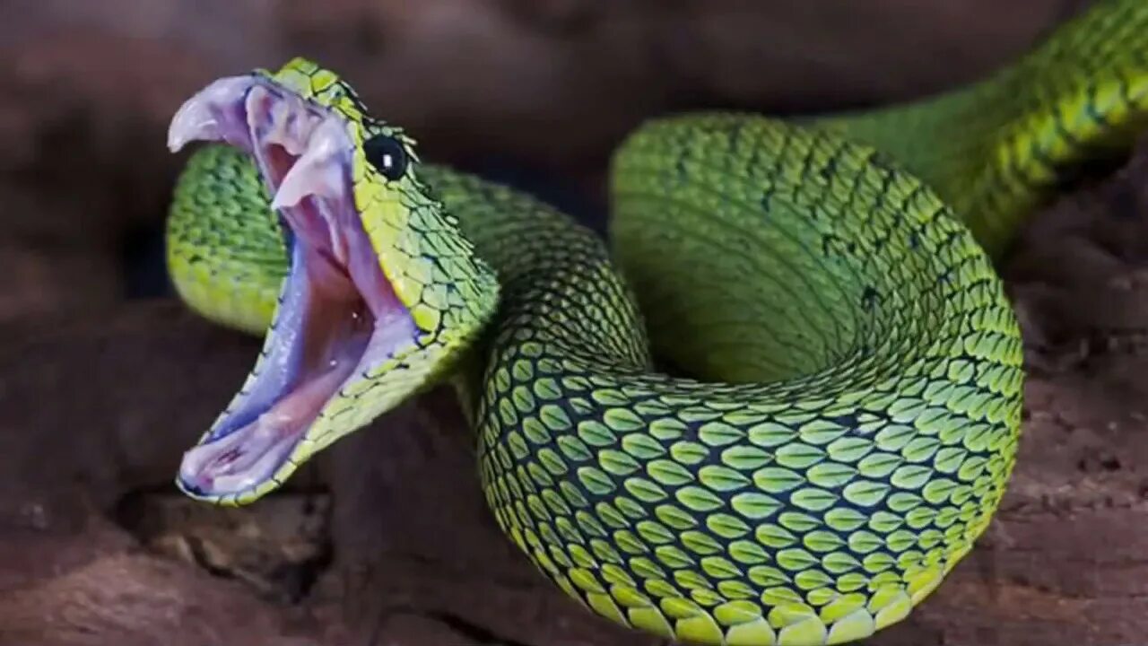 Snakes are dangerous. Зеленая куфия. Кустарниковая гадюка (Atheris. Голубая куфия гадюка. Куфия кустарниковая гадюка.