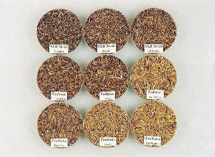 Seedmap