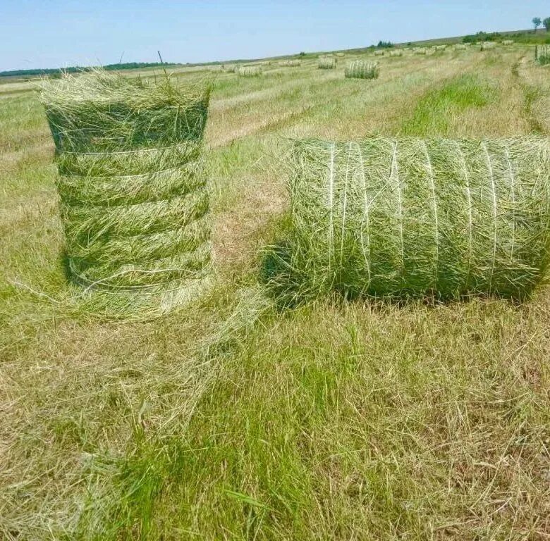 Сено курганская купить. Сено тюкованное / 1 тюк = 20 кг. Сено тюки - 20 кг размер тюка. Сено в круглых тюках. Сено в маленьких рулонах.