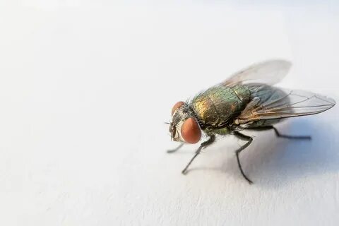 Flies download
