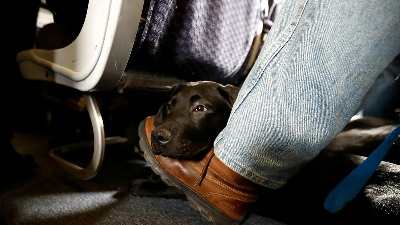 Support animals. Салон для собак. собака в салоне самолета. пассенджер собака. emotional support.