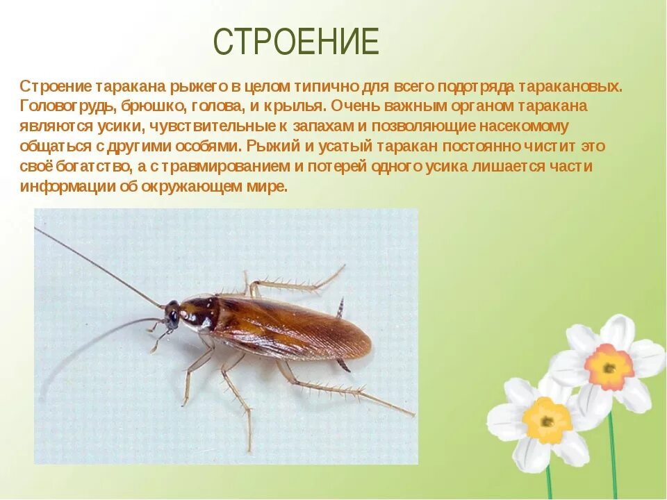 Значение в природе таракановых