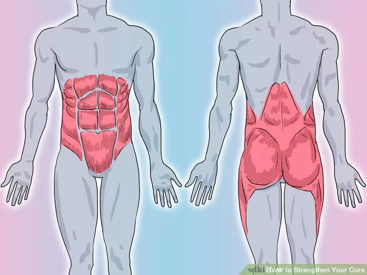 Корсет внутренние органы. Мышечный корсет спины. мышечный корсет живота. мышцы антагонисты живота.
