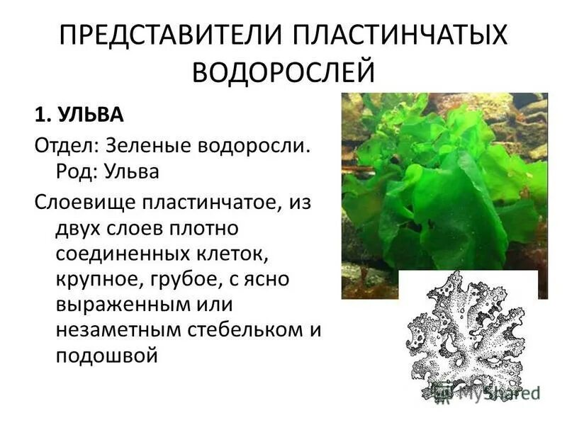 Пластинчатые водоросли