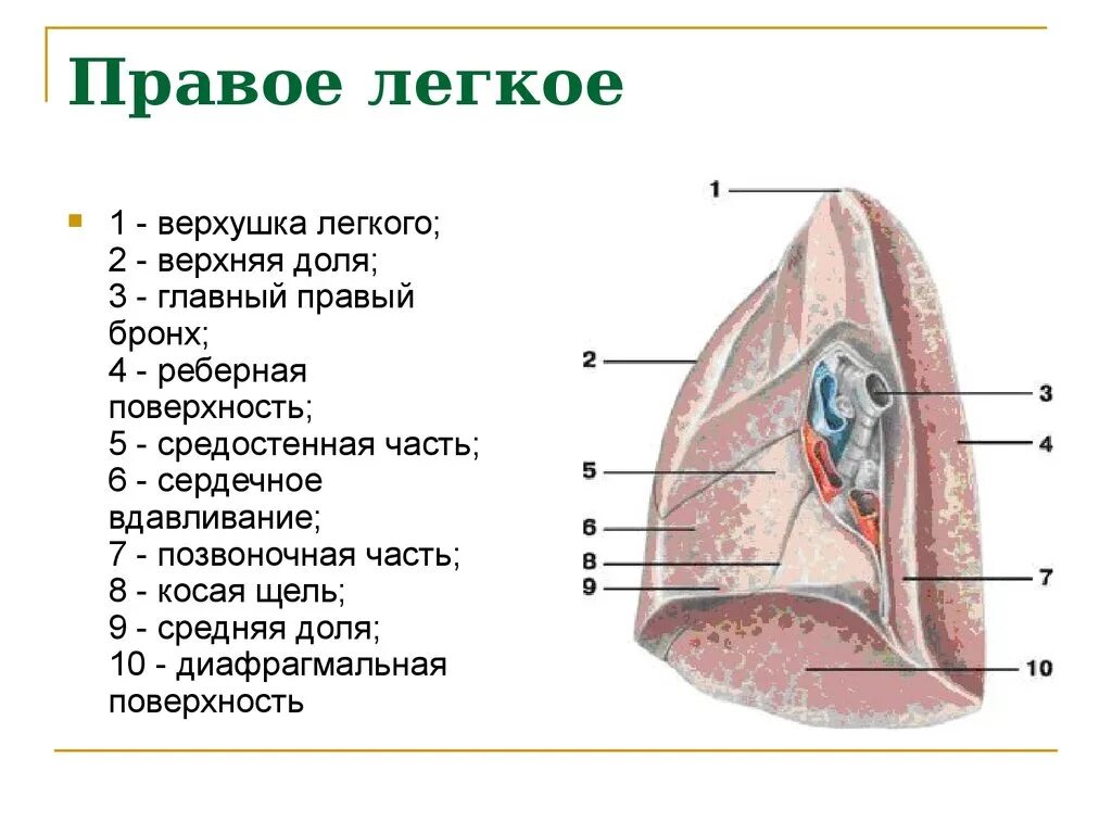 Строение легкого анатомия латынь. Строение легких медиальная поверхность. Строение правого и левого легкого. Строение лёгкого медиальная поверхность. Левое легкое имеет