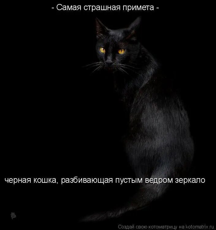 Черный волос примета. Черный кот примета. Черная кошка суеверие. Черная кошка примета. Чёрная кошка перебежала дорогу.