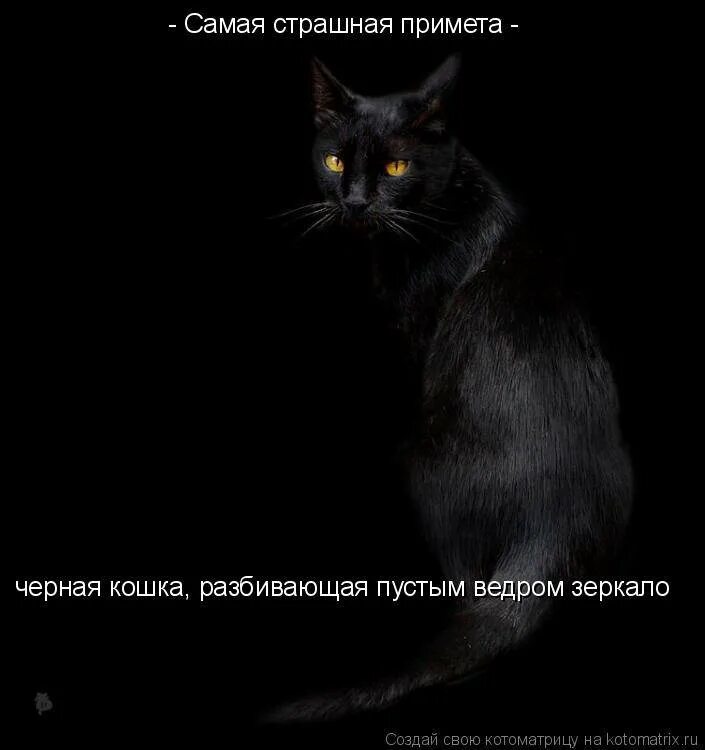 Черный кот хорошо или плохо. Черный кот примета. черная кошка суеверие. черная кошка примета. черный кот суеверия.