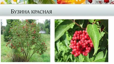 Бузина красная ядовитая или нет