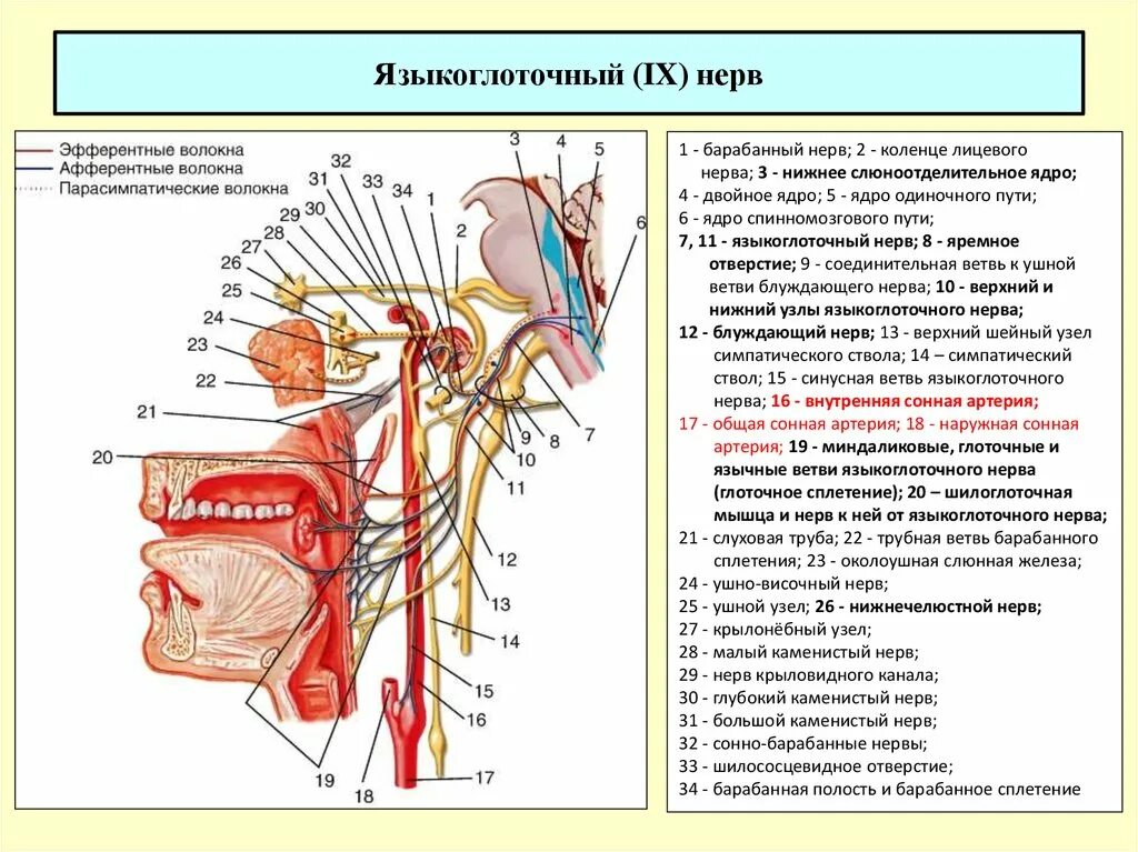 Укажите черепной нерв. Ветви языкоглоточного нерва анатомия. Языкоглоточный нерв ветви иннервация. Верхний узел языкоглоточного нерва. Ответвления блуждающего нерва.