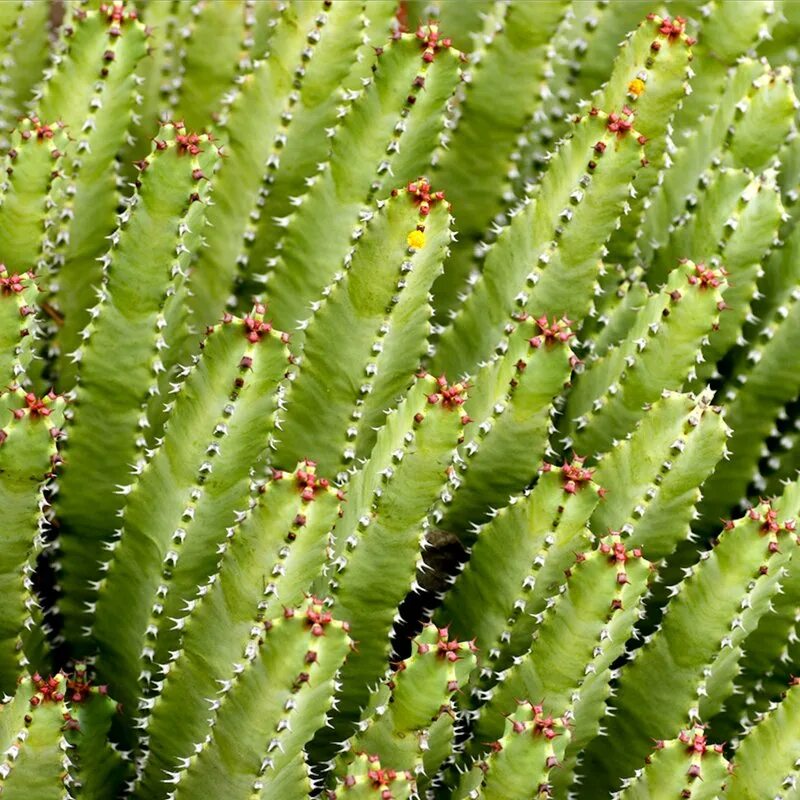 Молочай смолоносный (Euphorbia resinifera). Молоча́й смолоно́сный (Euphorbia resinifera). Euphorbia stenoclada. Молочай узковеточный.