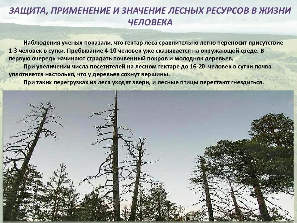 Каково современное состояние лесных ресурсов. Роль лесных ресурсов. значение лесных ресурсов. рациональное использование леса. презентация на тему лесные ресурсы.