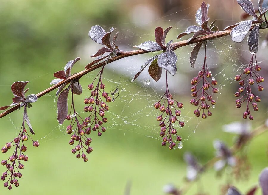 барбарис обыкновенный ботаника. барбарис обыкновенный колючки. барбарис японский. барбарис в саду цветение. весна набухают почки на деревьях.