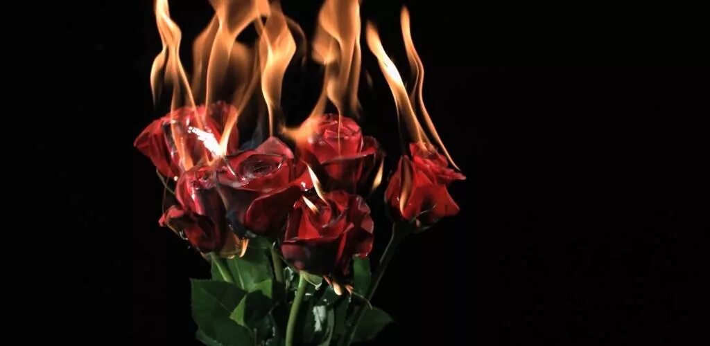 Burnt roses