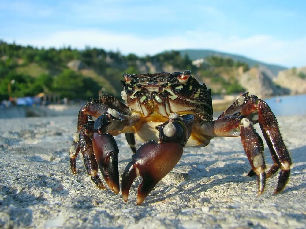 Крабы в сочи. Каменный краб черного моря. Крымский краб. Мраморный краб Черноморский. Крабики в черном море.