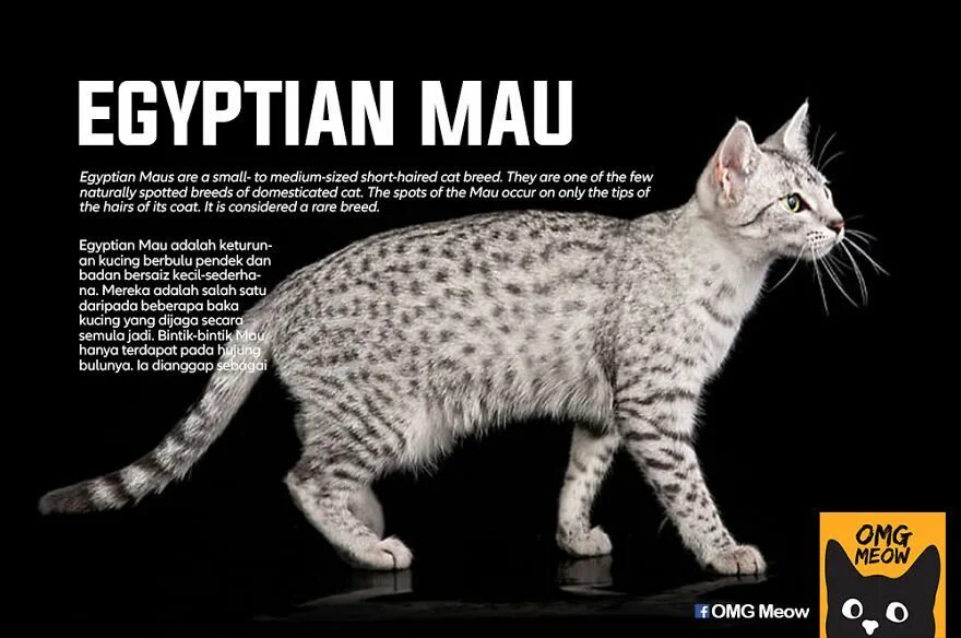Savannah Cat - Exotic and Playful