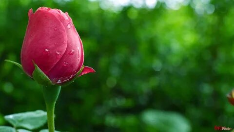 Rose full