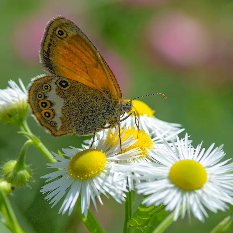 Лето. Лучшие демотиваторы. Прелесть лета. Красивые розы над водой. Лето.