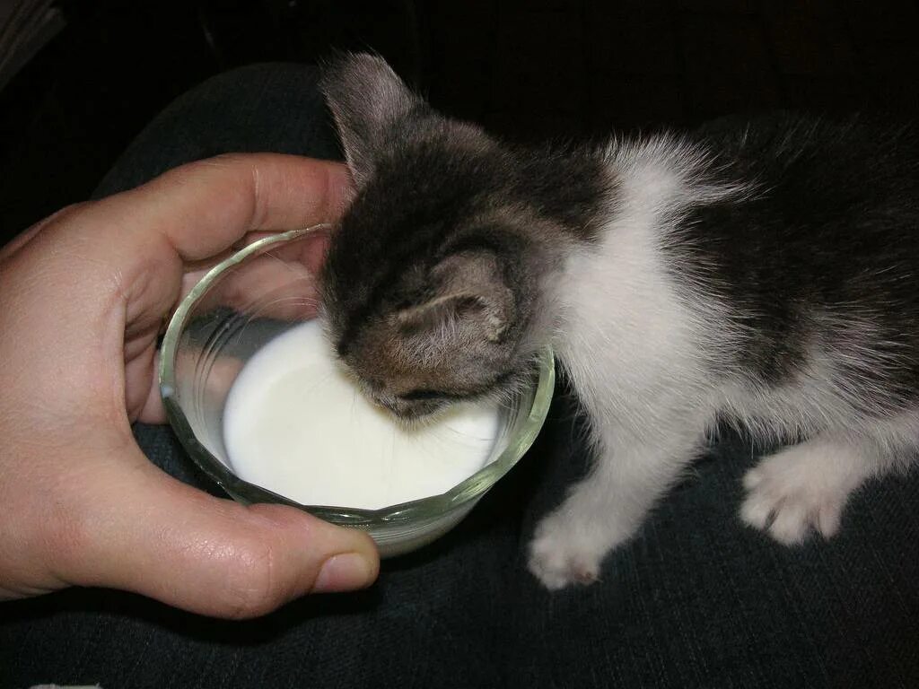 Через сколько кормят котят. Котенок пьет молоко. Котенок лакает молоко. Маленький котенок пьет молоко. Молоко для котят.