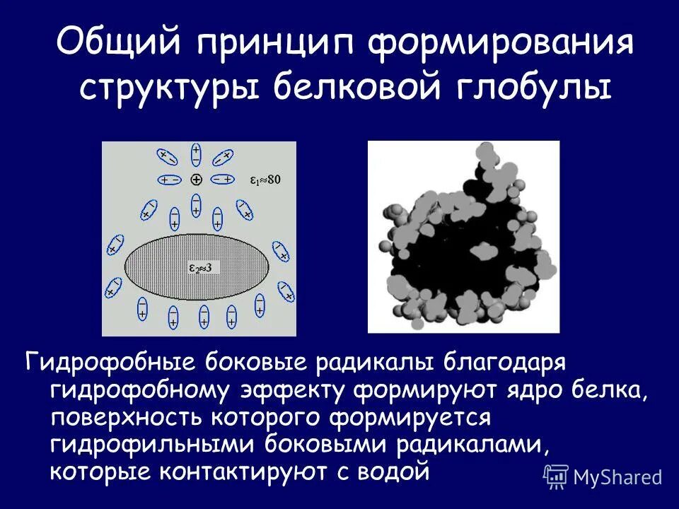 Гидрофобные радикалы повернуты внутрь. Гидрофобным боковым радикалом. Гидрофобное ядро в белках. Гидрофобные радикалы. Глобула воды это.