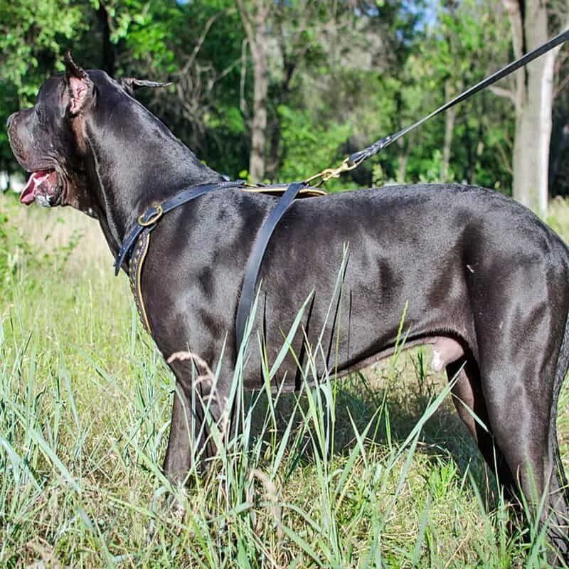 Простые собаки. Белый пятнистый дог. Доги стиль. Дог х. Порода дог.