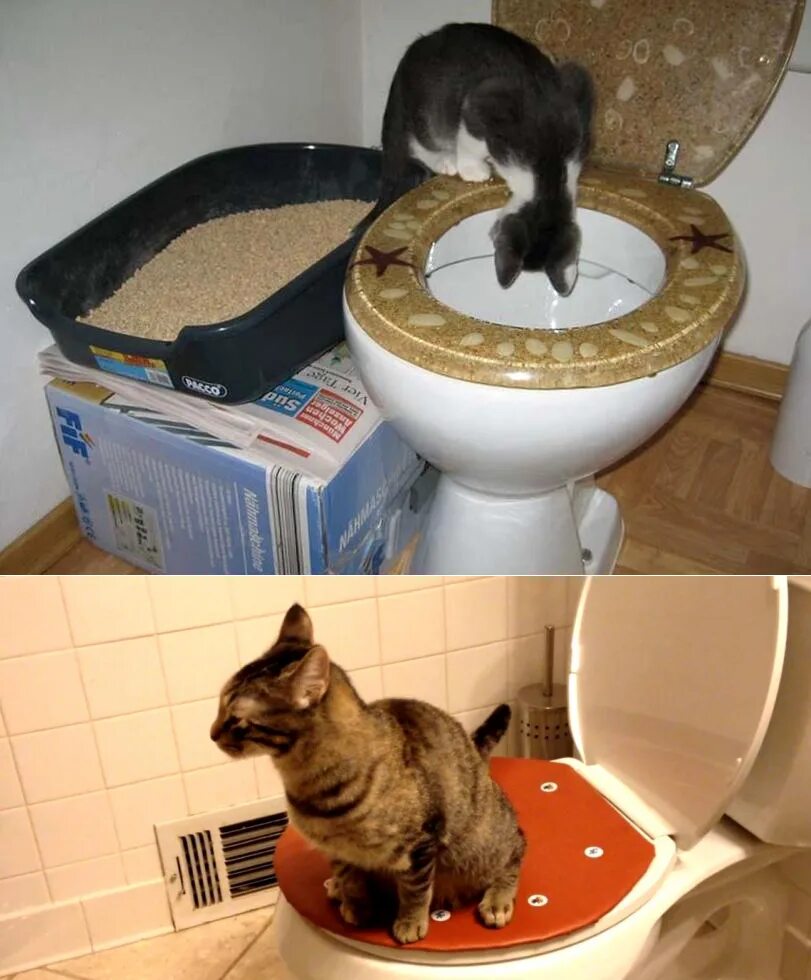 Как приучить кошку к унитазу после лотка. Приучение кота к унитазу. унитаз для кошек. кот ходит на унитаз. домашний унитаз для котов.