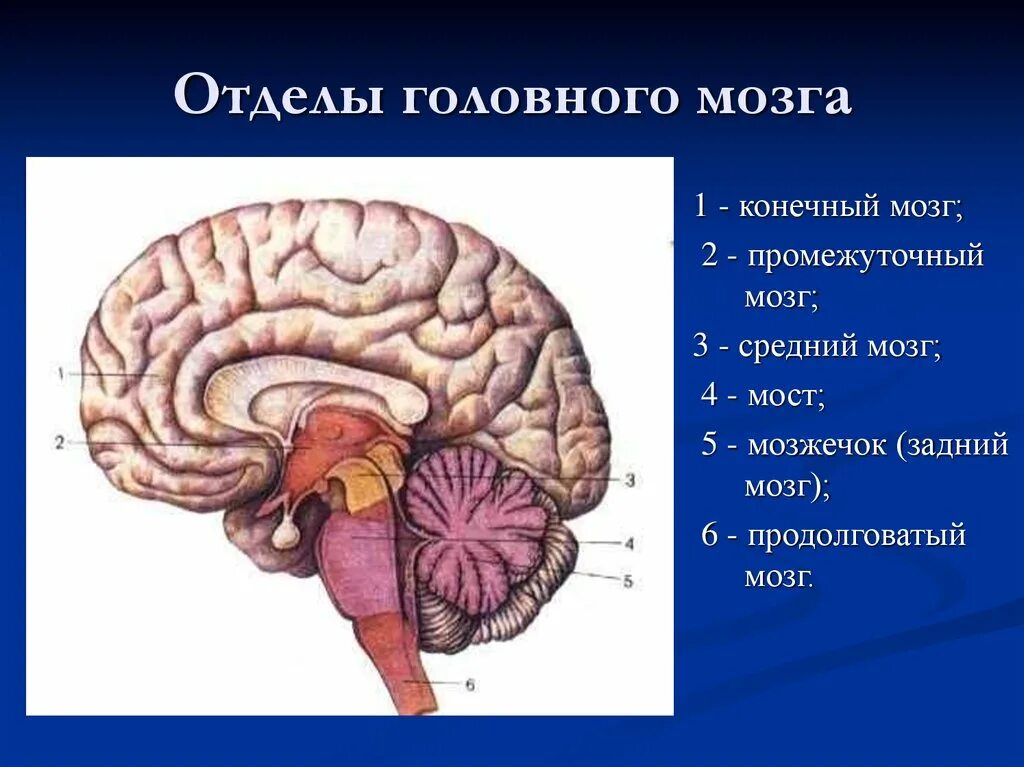 5 головного мозга. Топография отделов головного мозга. отделы головного мозга снизу вверх. головной мозг отделы головного мозга. отделы головного мозга конечный мозг.